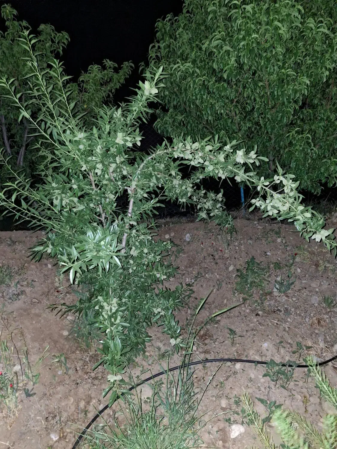 نهال وگل گیاه|خدمات باغبانی و درختکاری|محمدیه-قزوین, |دیوار