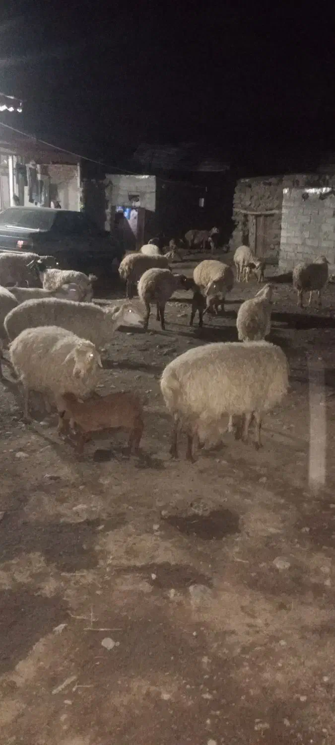 6عدد|حیوانات مزرعه|دره رود, |دیوار