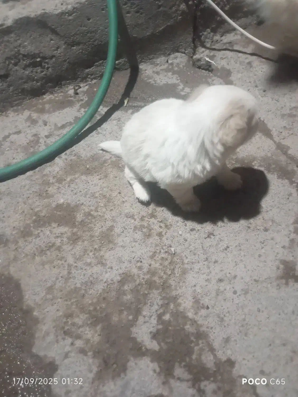 توله سگ|سگ|بم, |دیوار