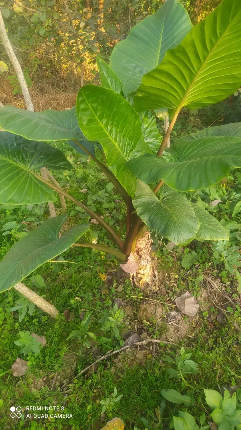 گل بابا آدم درسایز های بزرگ|گل و گیاه طبیعی|رحیم‌آباد, |دیوار