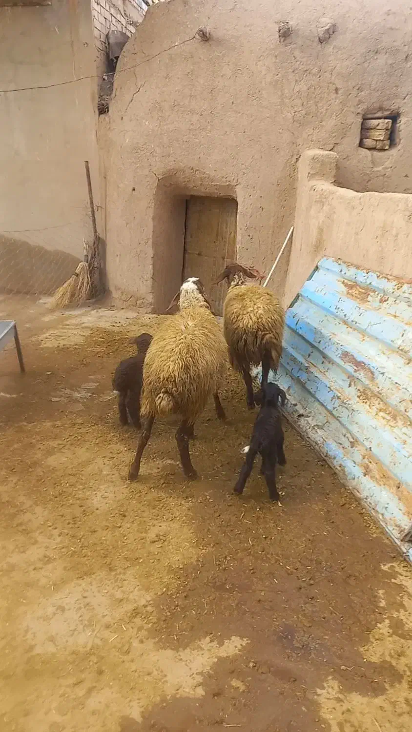 گوسفند|حیوانات مزرعه|بیجار, |دیوار