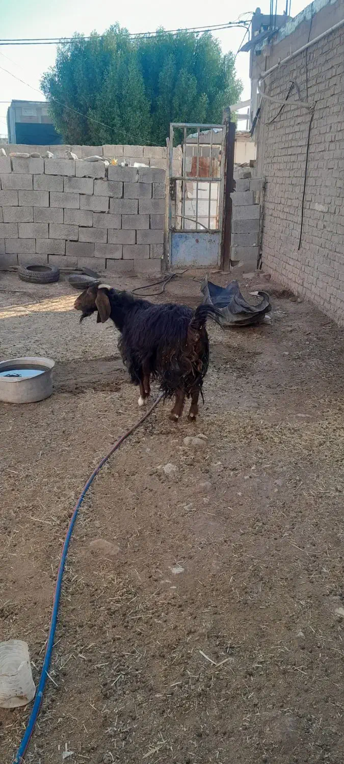 ۲تا بی مس قصابی وبزچاغ فروشن آدرس مورموری|حیوانات مزرعه|دهلران, |دیوار