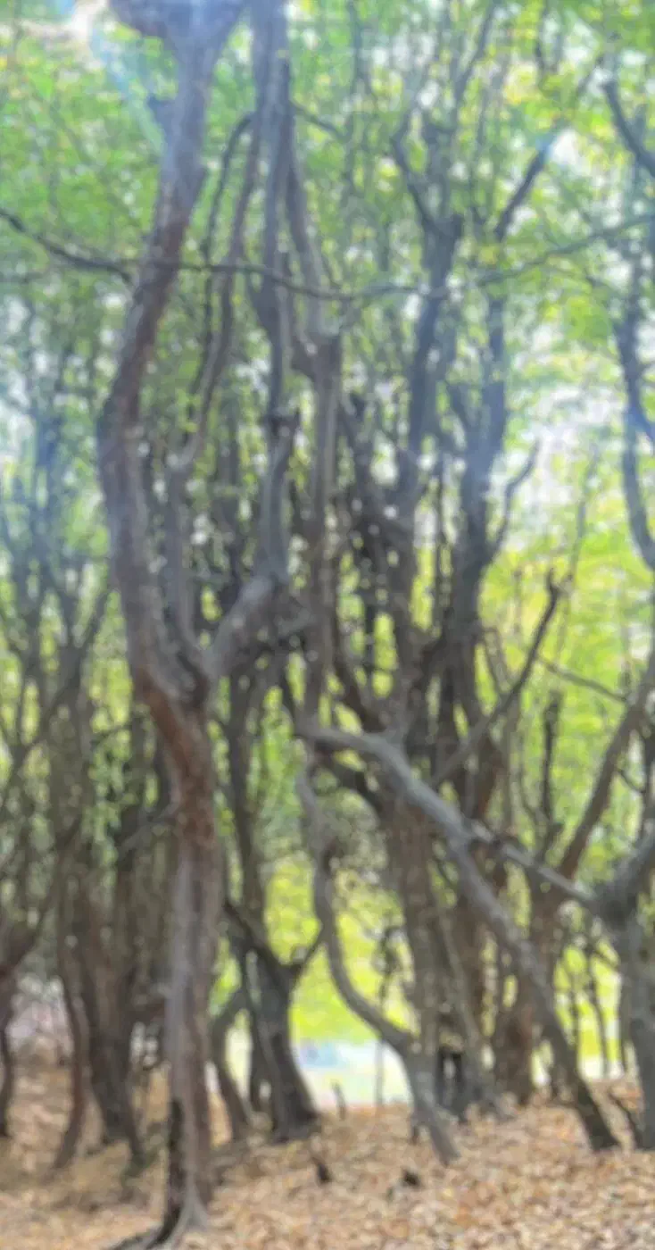 زمین قیمت مناسب|فروش زمین و ملک کلنگی|رشت, جانبازان|دیوار