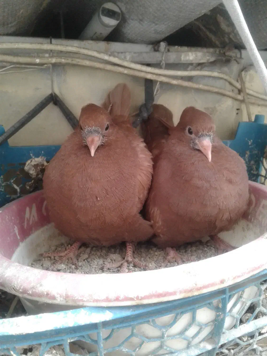 کفتریا کبوتر سینه ای زرد سرخ جوجه|پرنده|ری, شهرک نظامی|دیوار