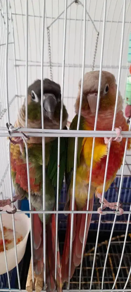 گرینچیک مولد|پرنده|کرج, کرج نو|دیوار