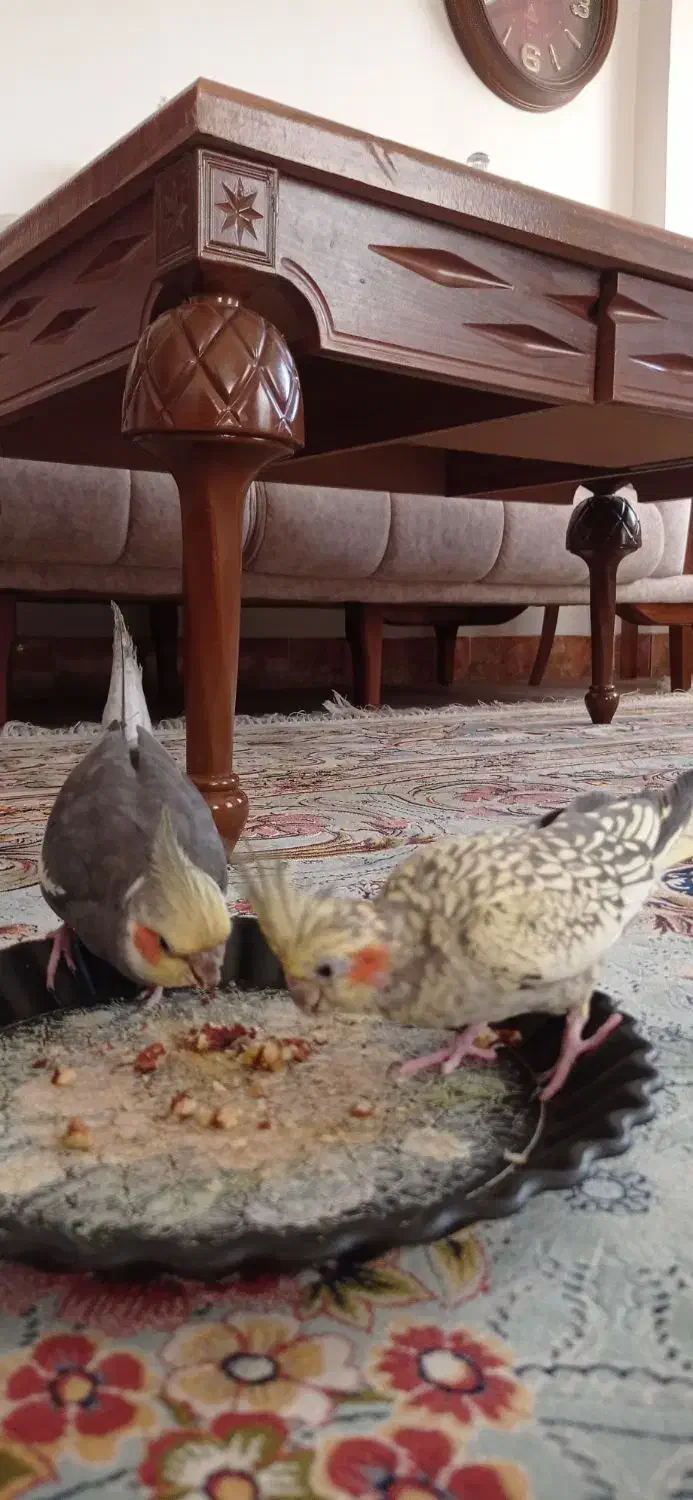 فروش یک جفت عروس هلندی|پرنده|رستمآباد, |دیوار