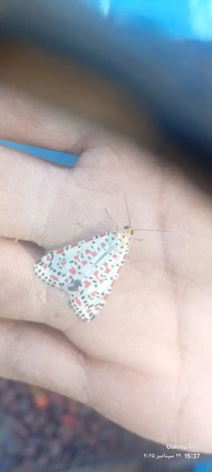 اگهی فوری|اشیا|نرماشیر, |دیوار