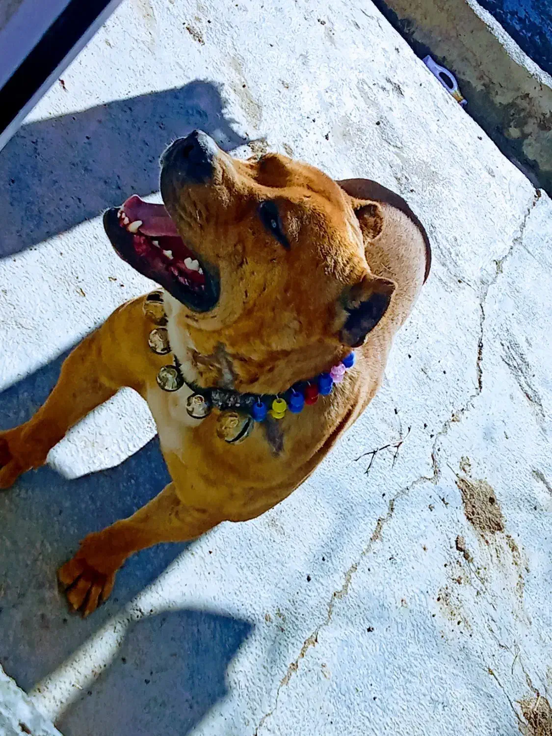 سگ پیتپول|سگ|فاروج, |دیوار