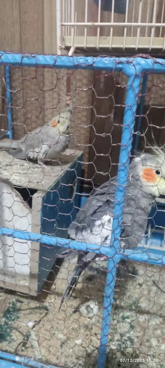 گرینچک.عروس هلندی.مرغ عشق.قفس|پرنده|زابل, |دیوار