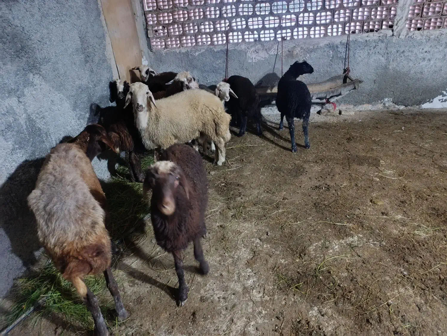 فروش بره گوسفند|حیوانات مزرعه|بندر گز, |دیوار