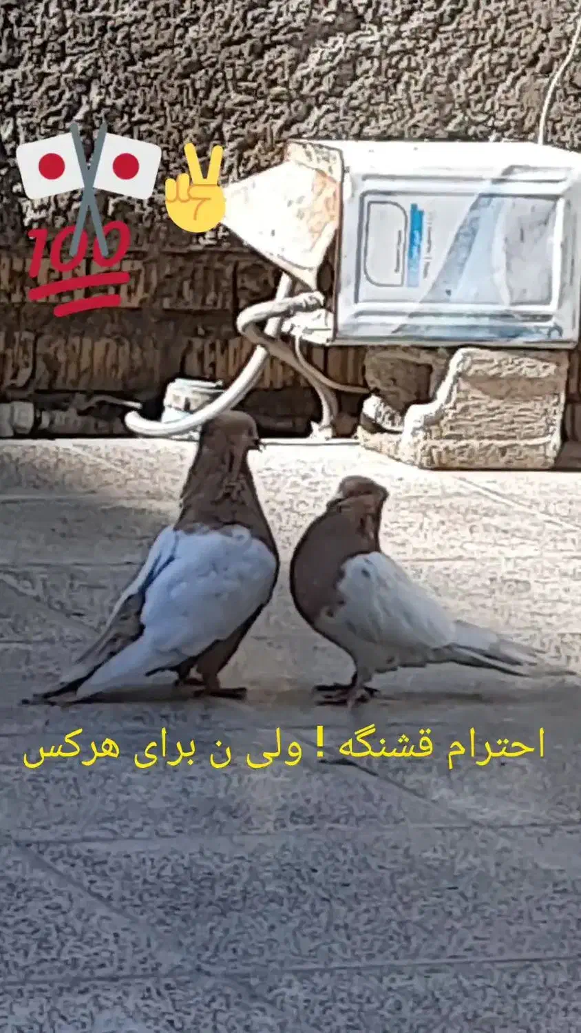 ۱۹۰۰۰۰۰|پرنده|دهدشت, |دیوار