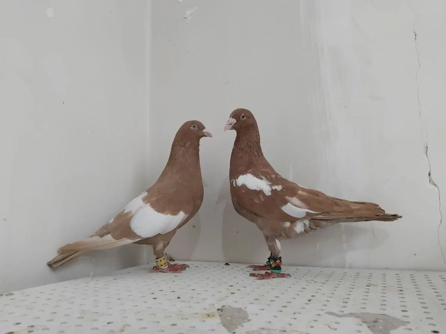 سه رگ افغانی|پرنده|مشهد, وکیل‌آباد|دیوار