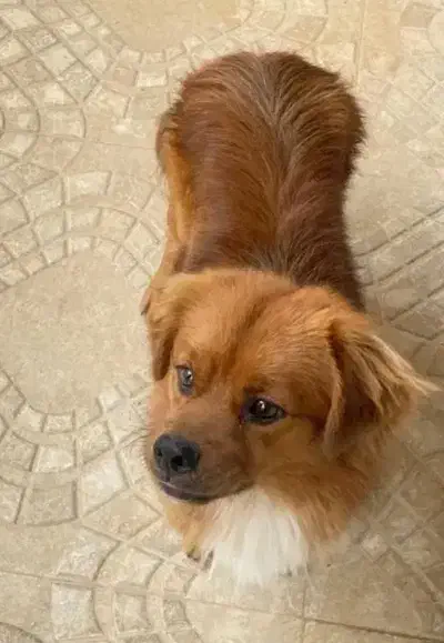 سگ پا کوتاه|سگ|مرند, |دیوار