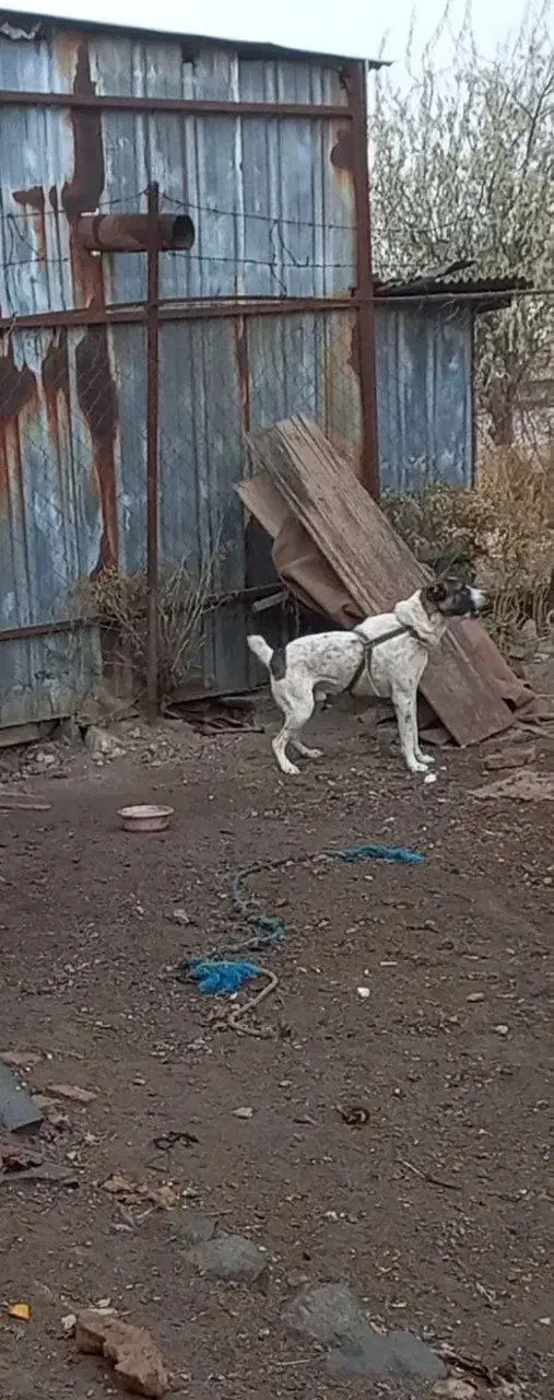 دزدیده شده|حیوانات|زنجان, |دیوار