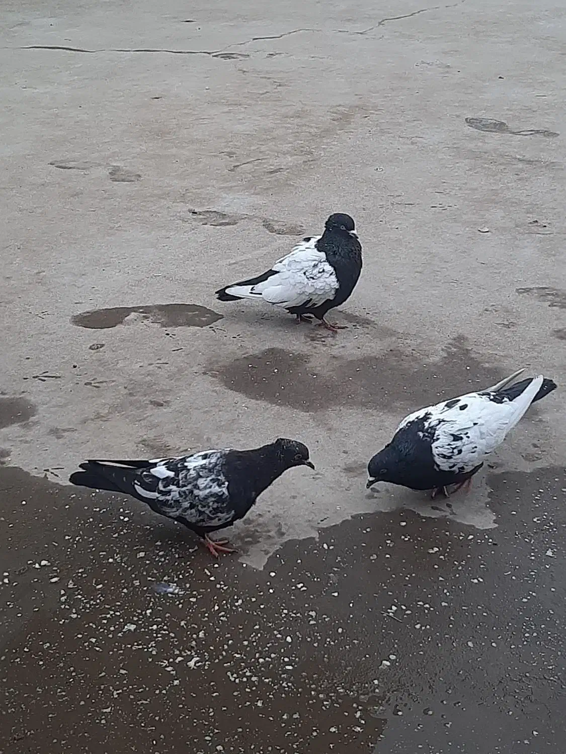 کبوتر|پرنده|بوئین زهرا, |دیوار