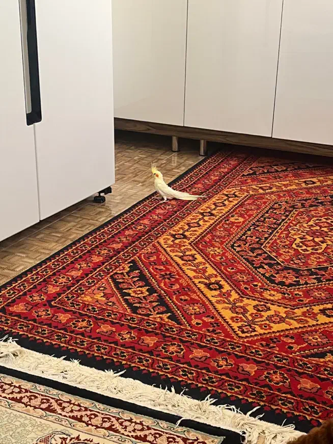 عروس هلندی لوتینو ماده|پرنده|شیراز, شهرک پرواز|دیوار