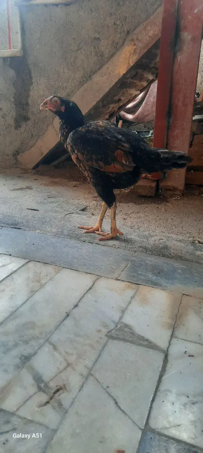 جوجه لاری|حیوانات|آق قلا, |دیوار