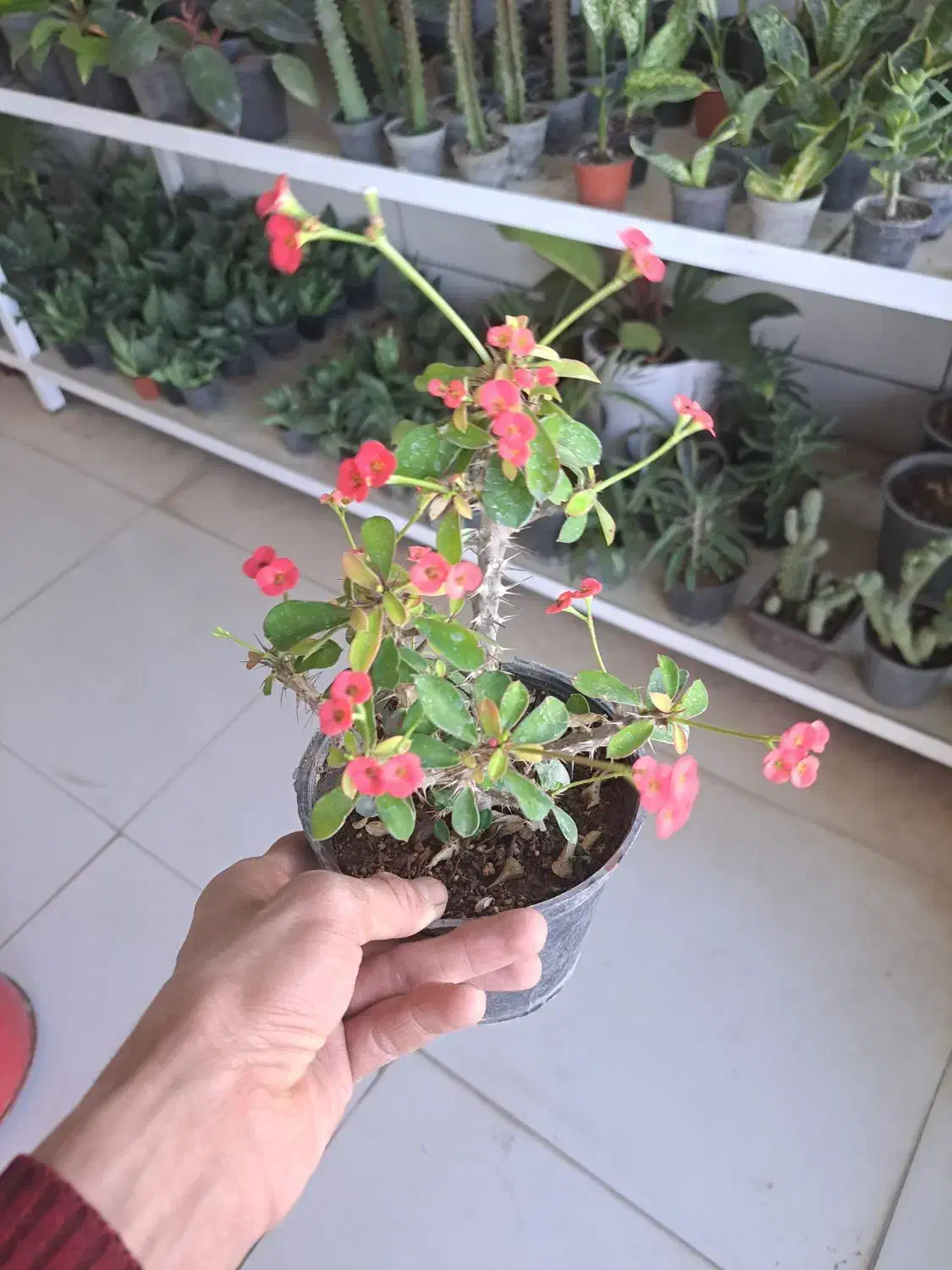 فروش انواع گل آپارتمانی و پیاز نرگس|گل و گیاه طبیعی|بیرجند, |دیوار