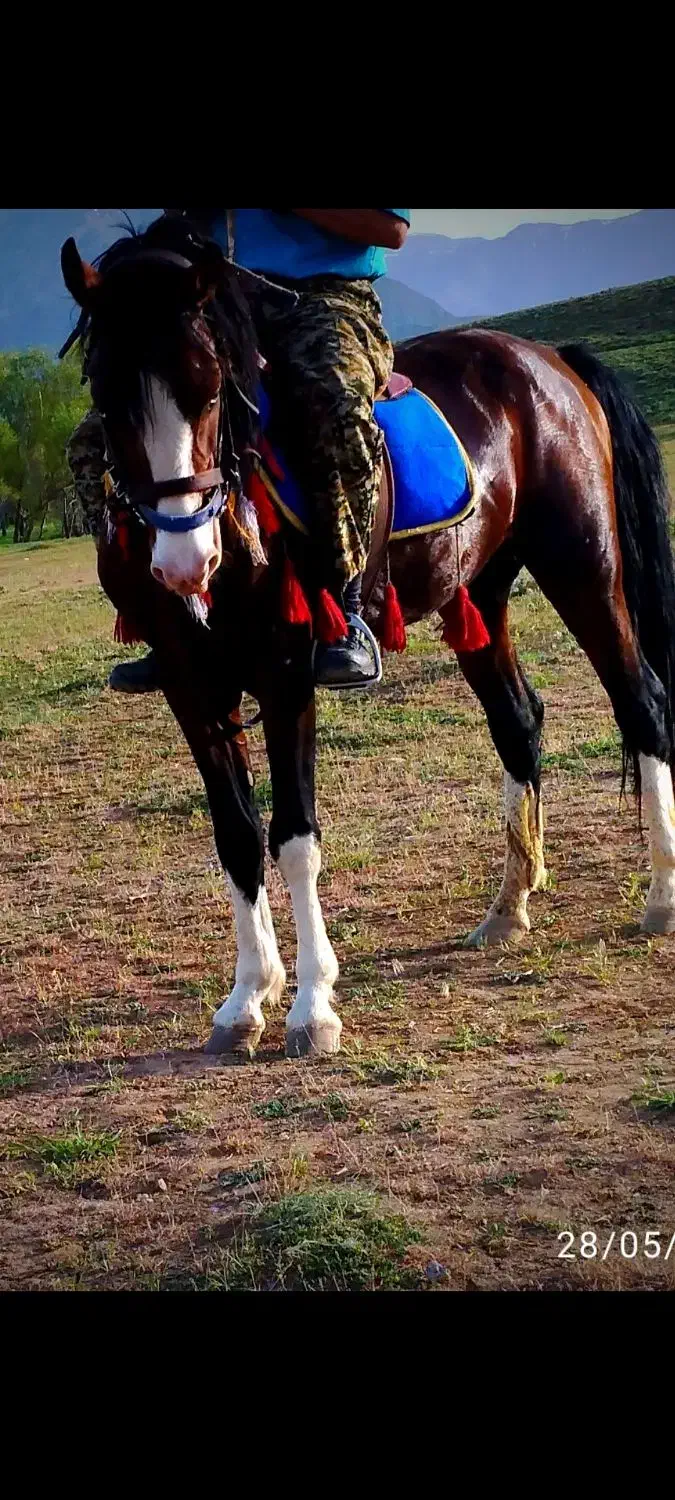 اسب|اسب و تجهیزات اسب‌سواری|فریدونشهر, |دیوار