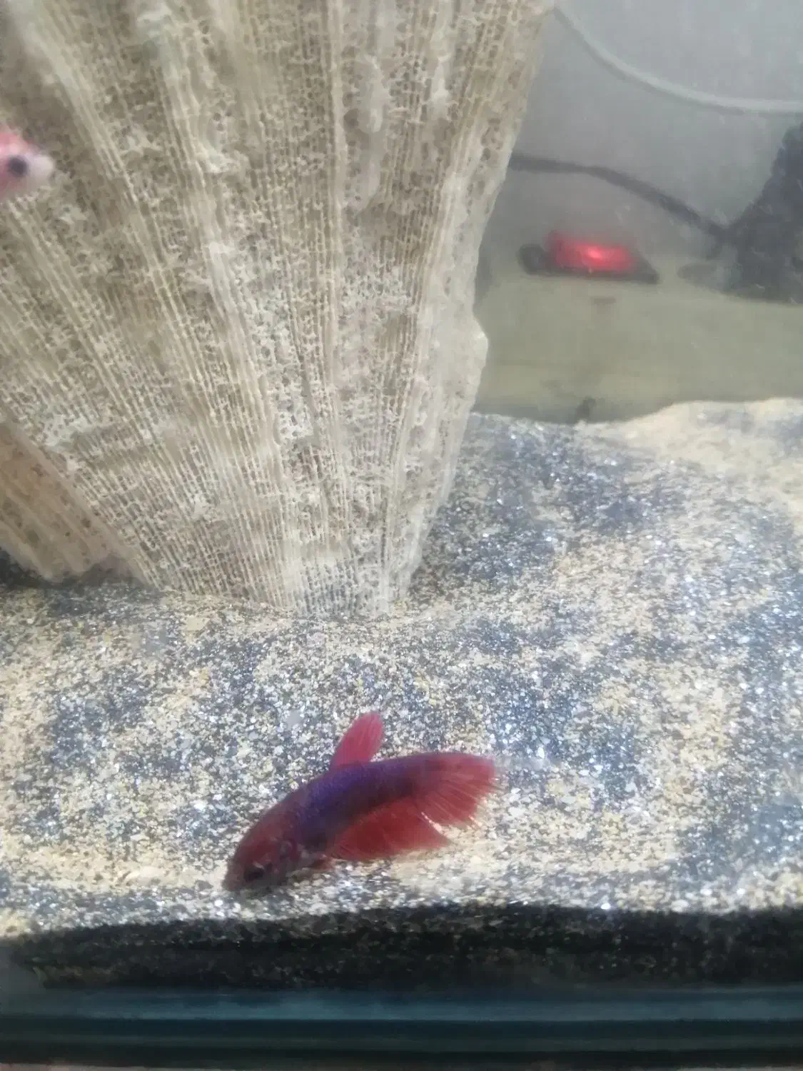 ماهی فایتر نر وماده شکم پر|ماهی|مشهد, نظام دوست|دیوار