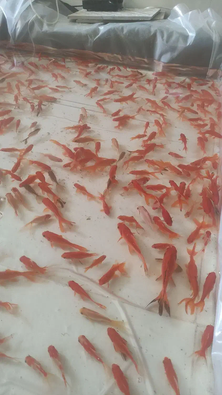 ماهی عید|ماهی|شوشتر, |دیوار