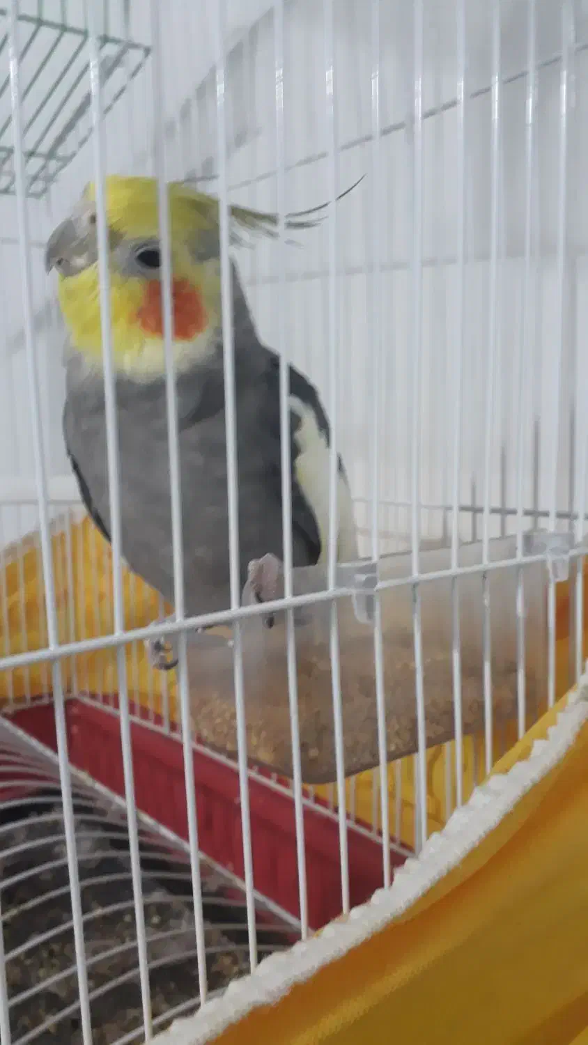 عروس هلندی|پرنده|کردکوی, |دیوار