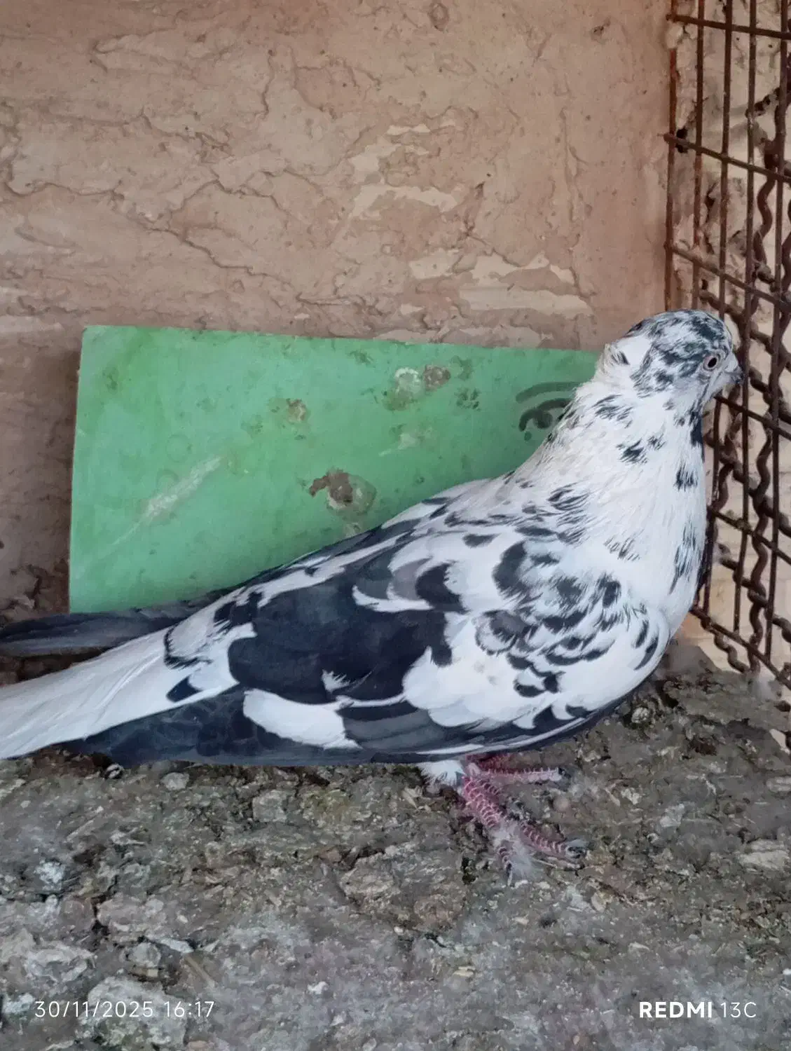 کفتر مقبول|پرنده|شاندیز, |دیوار