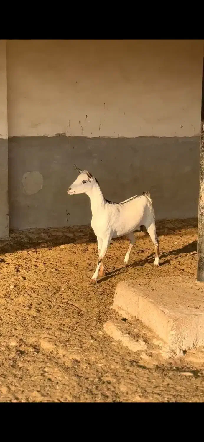 بزغاله و بره|حیوانات مزرعه|مشهد, جنت|دیوار