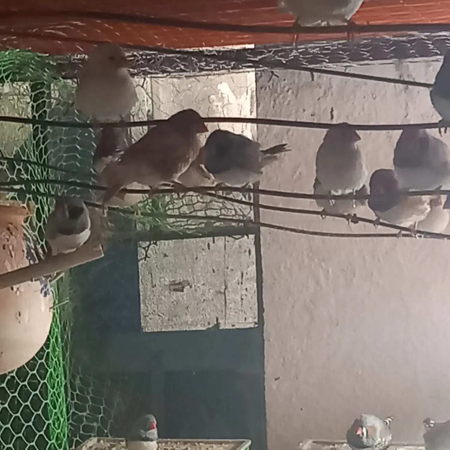 فنج نرگسی شکلاتی سیلور بلبلی وسفید|پرنده|کرخه, |دیوار