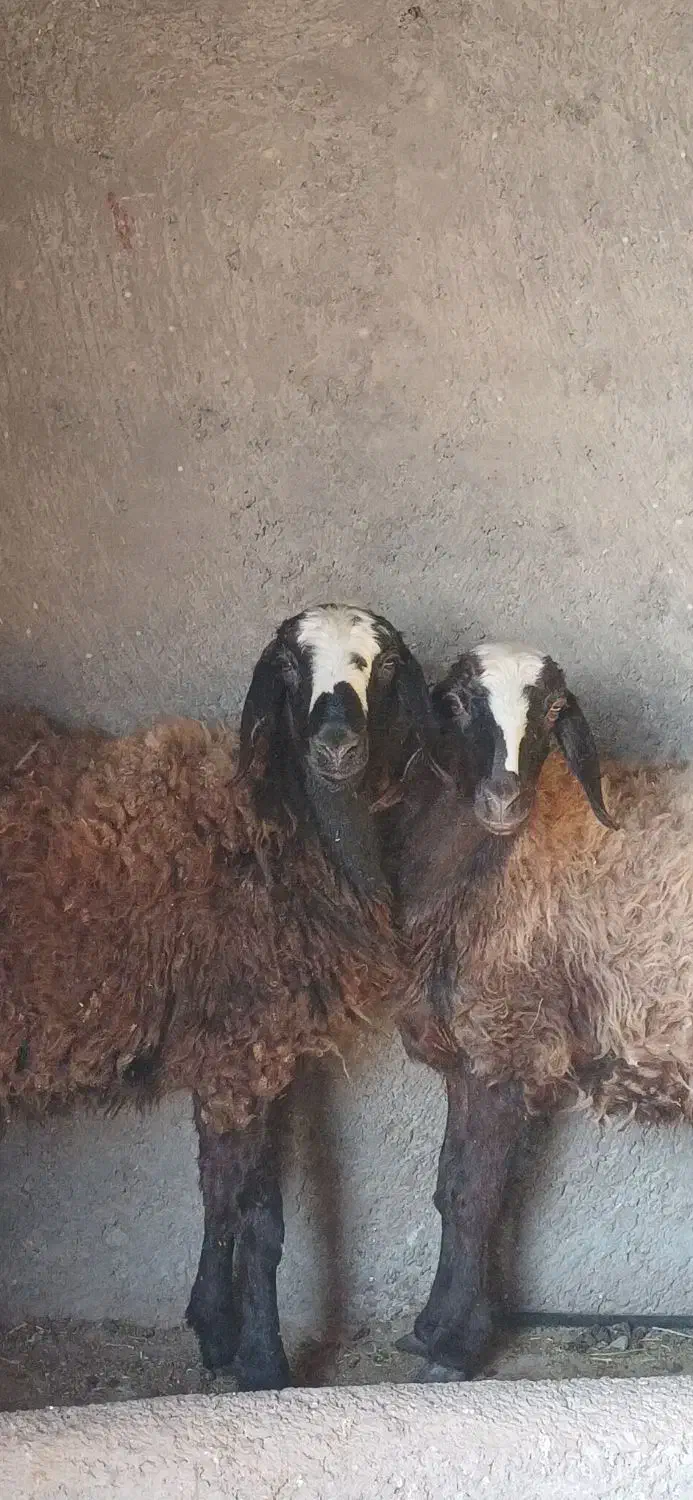 دوراس بره ماده قربانی و نگهداری|حیوانات مزرعه|دشتابی, |دیوار