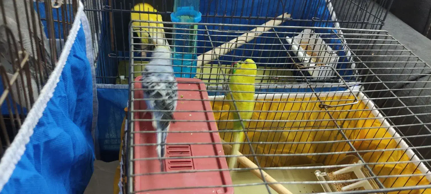 مرغ عشق کارداده|پرنده|شاهینشهر, مخابرات (شهید بهشتی)|دیوار