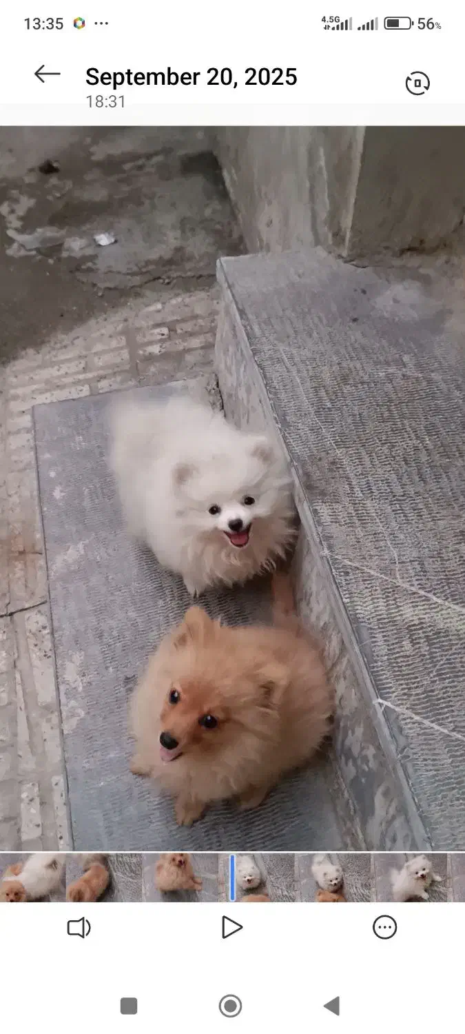 سگ پامرانین|حیوانات|کرمانشاه, |دیوار