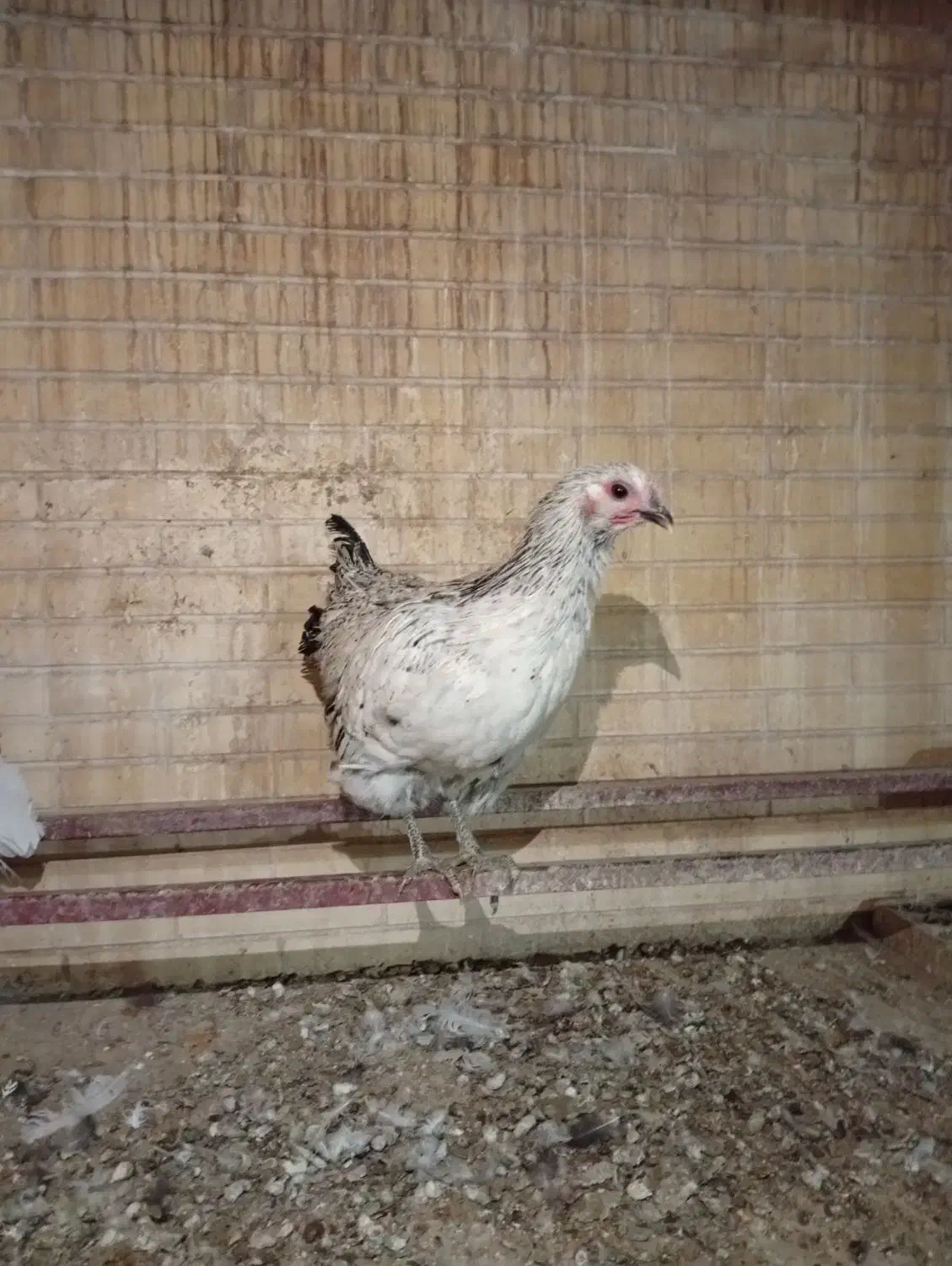 مرغ خانگی حدود ۶ ماه (تا دو،سه روز دیگه تخم میاد)|حیوانات مزرعه|یزد, |دیوار