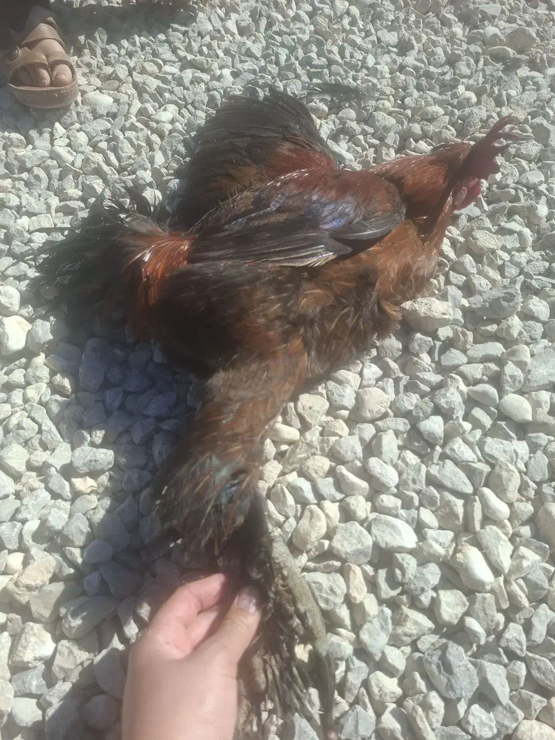 َمرغ مهلی|حیوانات مزرعه|دهدشت, |دیوار