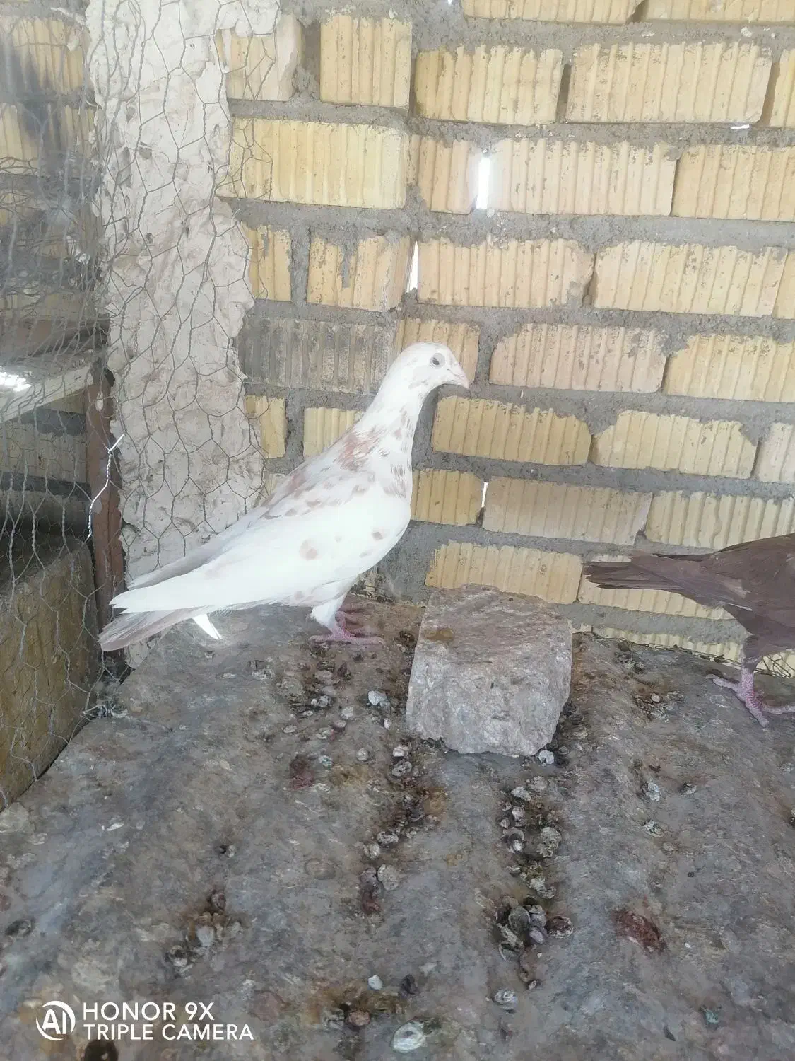 نروماده منز|پرنده|شیراز, زرهی|دیوار