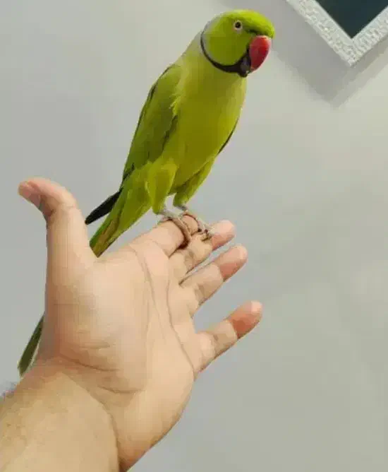 طوطی ملنگو رام سخنگو|پرنده|زرند, |دیوار