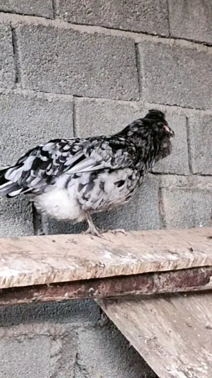 تخم مرغ گلین ریشو چهل تاج اصیل|حیوانات مزرعه|گرگان, |دیوار