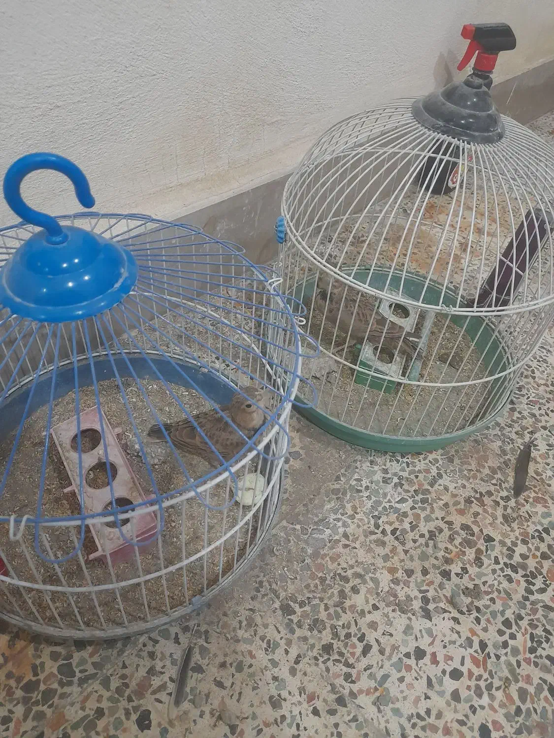 فروش قناری خاکی|پرنده|آبدانان, |دیوار