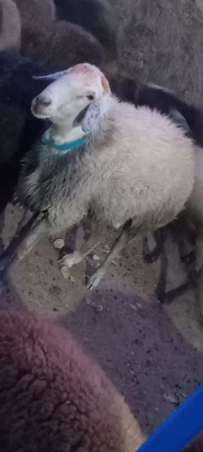 قوچ دو رگه  دو ساله|حیوانات مزرعه|کنگاور, |دیوار