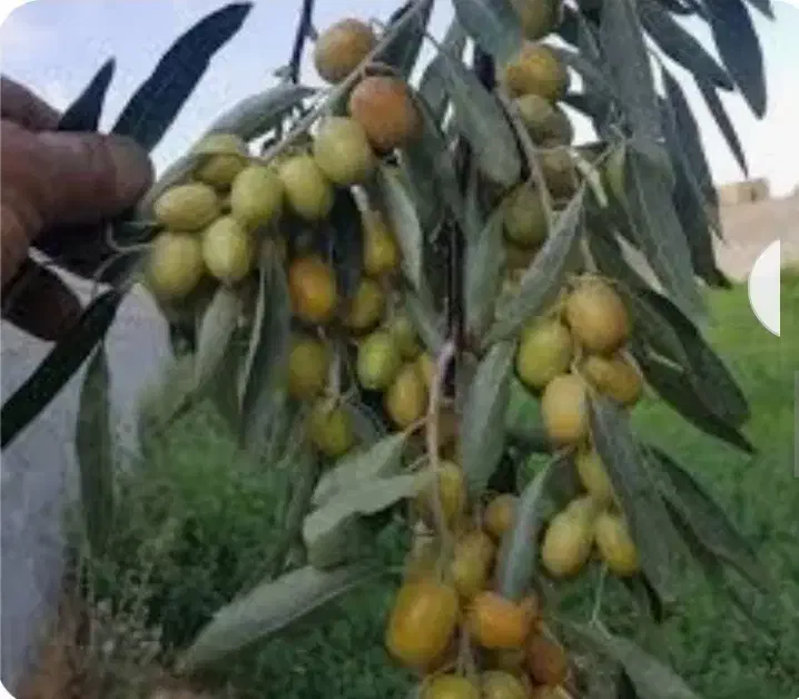 نهال گردو بادام وانواع سنجد حاج حسین، قزل ،دروار|گل و گیاه طبیعی|خسروشاه, |دیوار