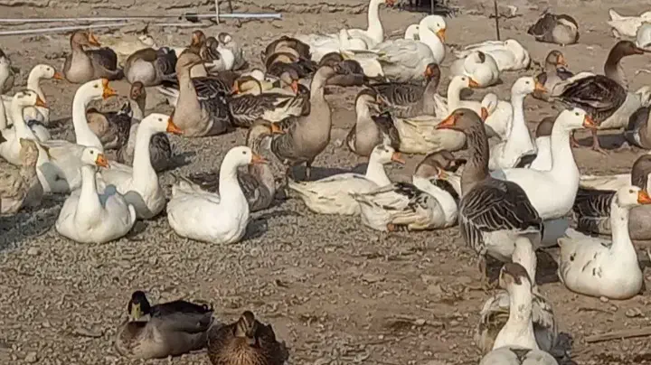 غاز محلی ۱۰۰عدد|حیوانات مزرعه|ارومیه, |دیوار