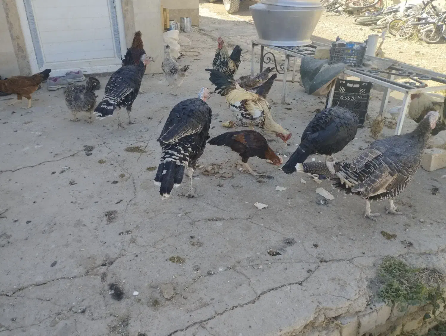 مرغ و خروس|حیوانات مزرعه|نورآباد, |دیوار