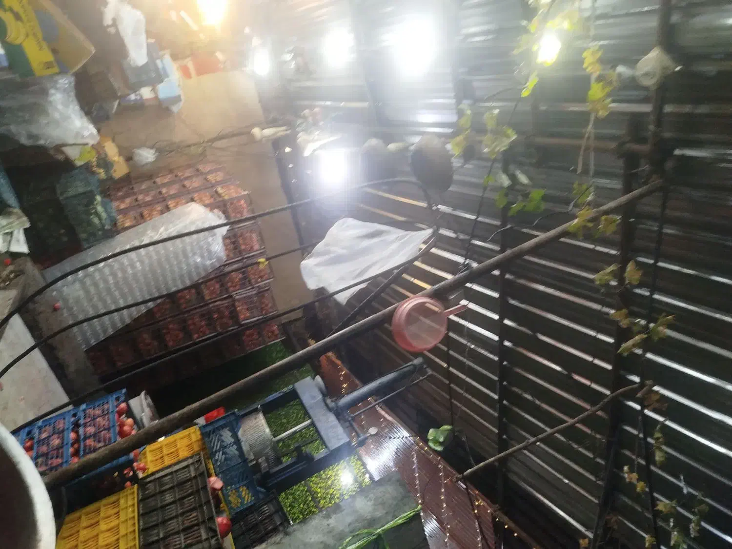 کارگر برای کار در گاوداری|استخدام صنعتی، فنی، مهندسی|شیراز, بید زرد|دیوار