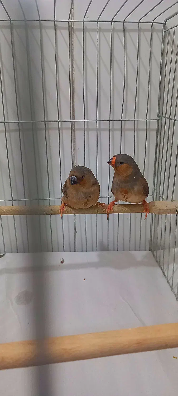 فنچ زبرا فول اورنج خالص هاف اورنج ماده تک موجوده|پرنده|پاکدشت, خاتون آباد|دیوار