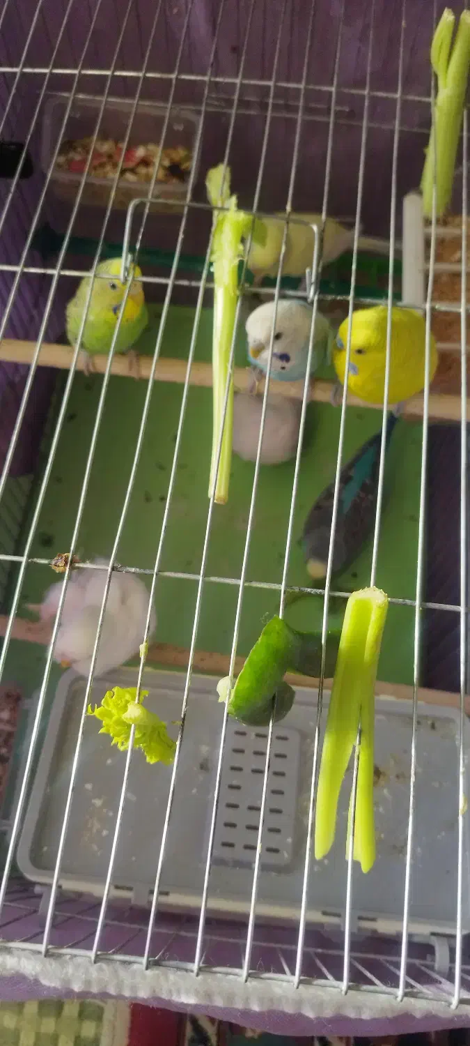 مرغ عشق نر وماده|پرنده|لنجان, |دیوار