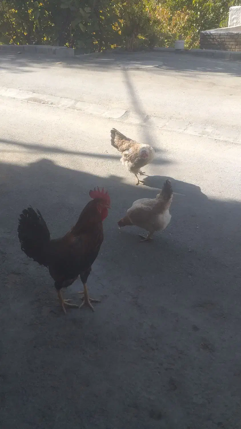 مرغ و خروس محلی|حیوانات مزرعه|موچش, |دیوار