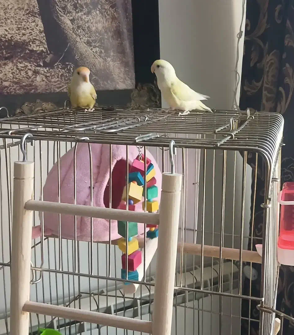 یک جفت طوطی برزیلی|پرنده|کرج, برغان|دیوار