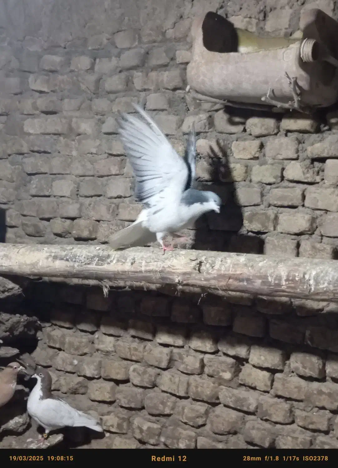 کفتر|پرنده|مشکین‌دشت, |دیوار