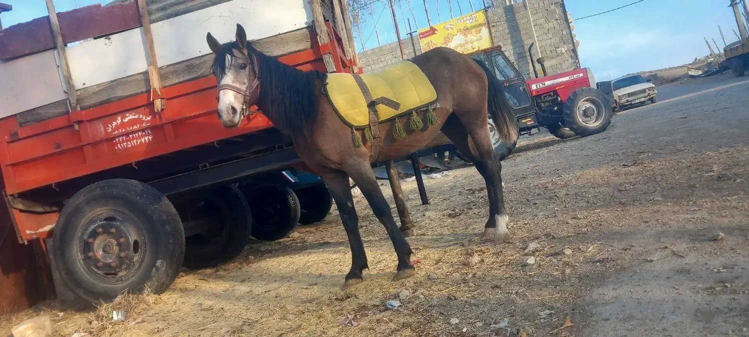 نریان کرد هشتری از نصل اسبان قدیم بهترین خط خونی|اسب و تجهیزات اسبسواری|تیکمه داش, |دیوار