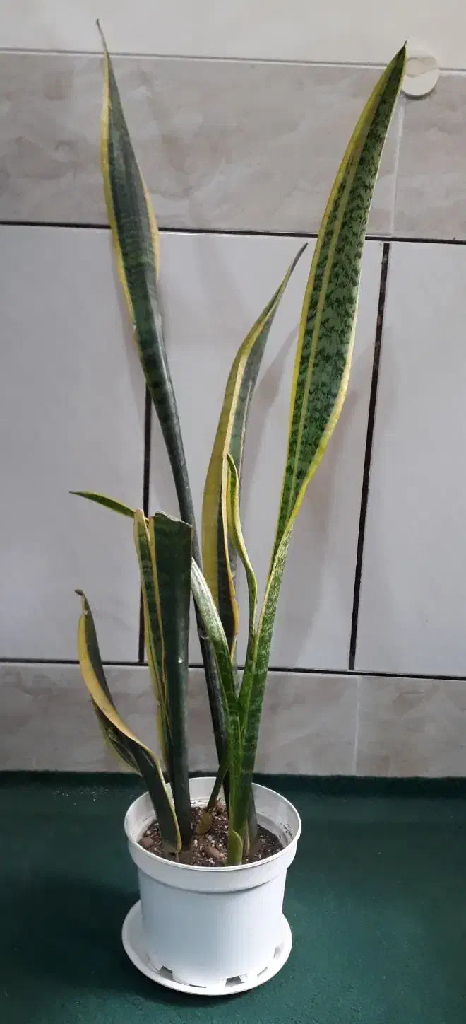 گل های متنوع|گل و گیاه طبیعی|نجفآباد, جعفرآباد|دیوار